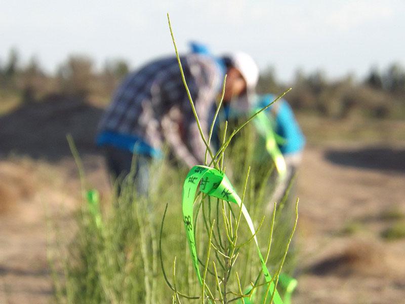 7��14����������ҁ��������֌���ٛ�ߵľG�z��ϵ��������������ͽz����ꖹ����ҫ���W���Gɫ�Ĺ�â��