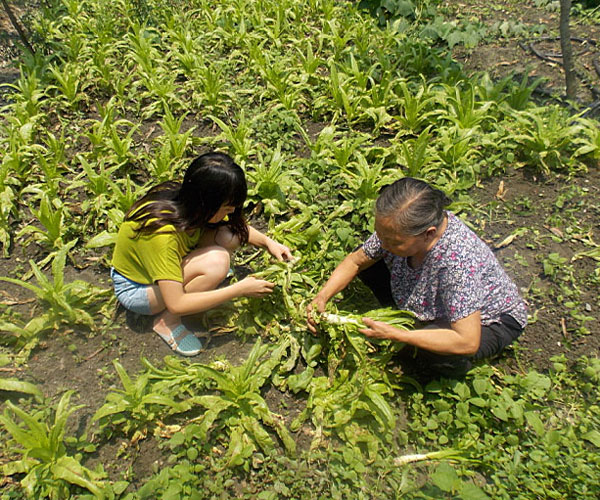 ��������æ�_�y��ժ�Ĳ˲��ϸ�ժ��Ч�ʵ�����(j��ng)�^������Ϥ��ָ��(d��o)���ܿ��(du��)�T���M(j��n)���ˠ�B(t��i)��