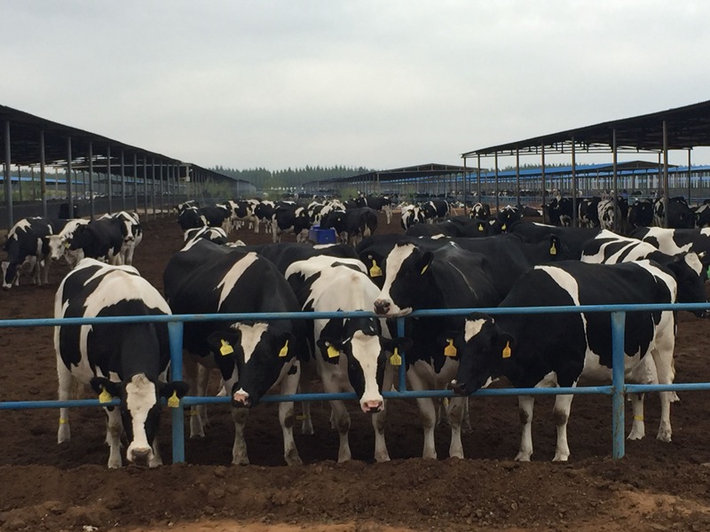 ���w��ɳĮ�ｨ�O(sh��)����ţ����