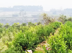 �������ܵ��l(xi��ng)�����ǰ���ӷ��s����������ؚ�F����С����ͨ�^�������(gu��)��(y��u)���Ľ�(j��ng)��(j��)��������׃��ؚ�F��ò������̽۴��S������ɵ��r(n��ng)��@�����S������롭