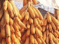 �Ŵ���������֮����