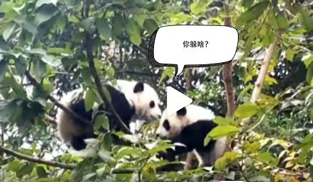 �L�L��̫�ɐ�����С��ȫ�̡���ĸЦ����