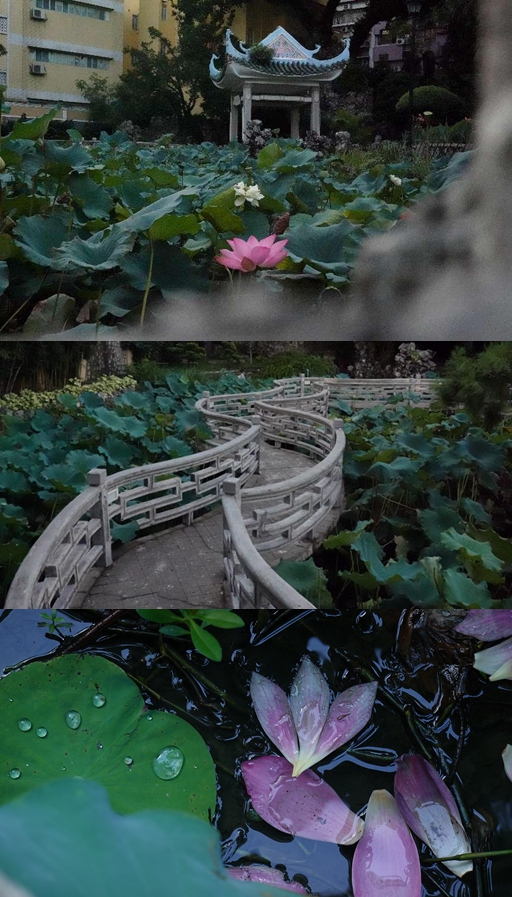 盧廉若公園。人民網(wǎng) 唐佳 攝