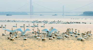 安徽銅陵：生態(tài)好 候鳥(niǎo)至