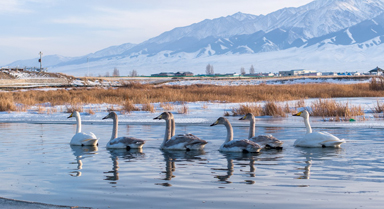 新疆巴里坤：天鵝游弋